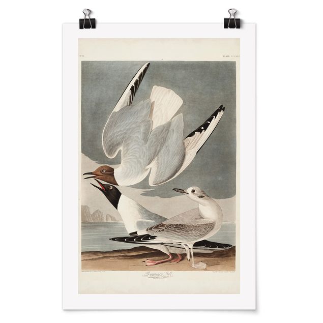 Sea print Vintage Board Bonaparte Gull