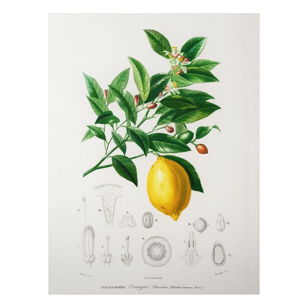 Prints vintage Botany Vintage Illustration Of Lemon