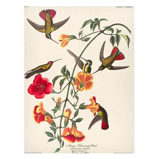 Magnet boards flower Vintage Board Mango Hummingbirds