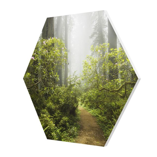 Forex photo prints Misty Forest Path