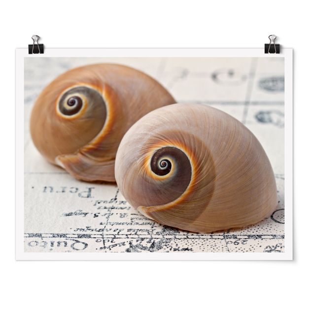 Art posters Shell Duo