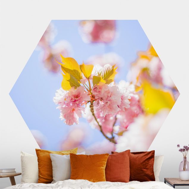 Black and white aesthetic wallpaper Colourful Cherry Blossoms