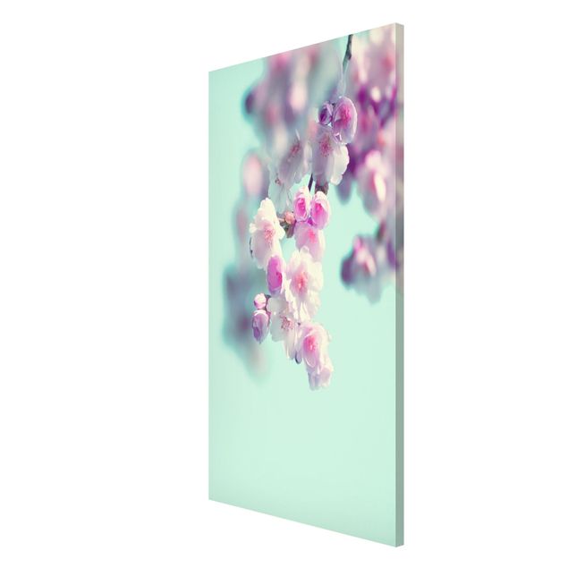 Magnet boards flower Colourful Cherry Blossoms