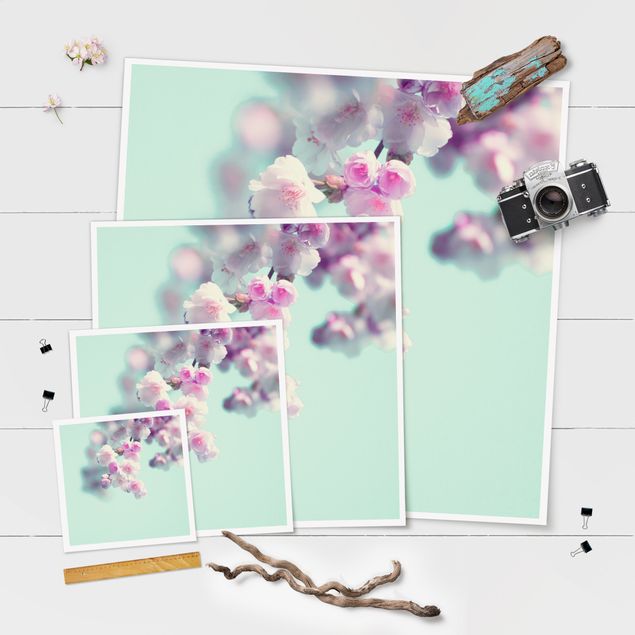 Poster print Colourful Cherry Blossoms