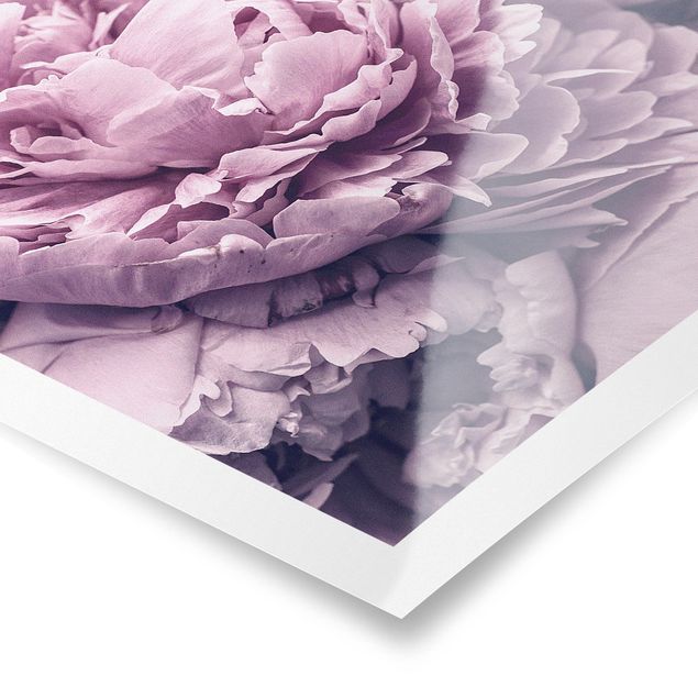 Prints Purple Peony Blossoms