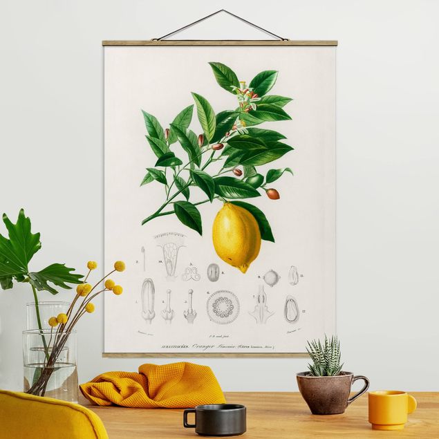 Kitchen Botany Vintage Illustration Of Lemon