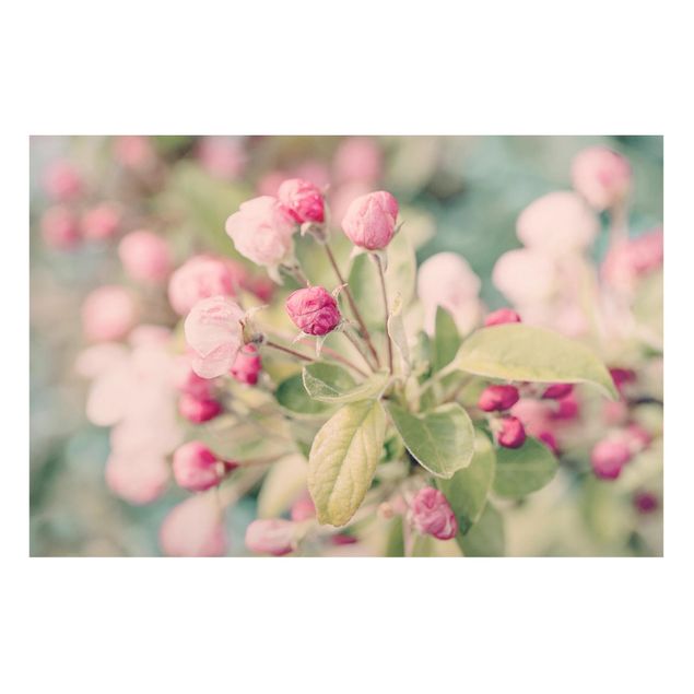 Magnet boards flower Apple Blossom Bokeh Light Pink