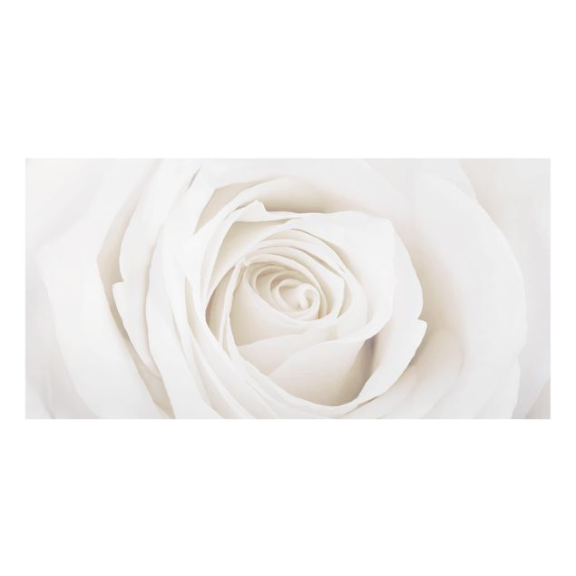 Glass Splashback - Pretty White Rose - Landscape 1:2