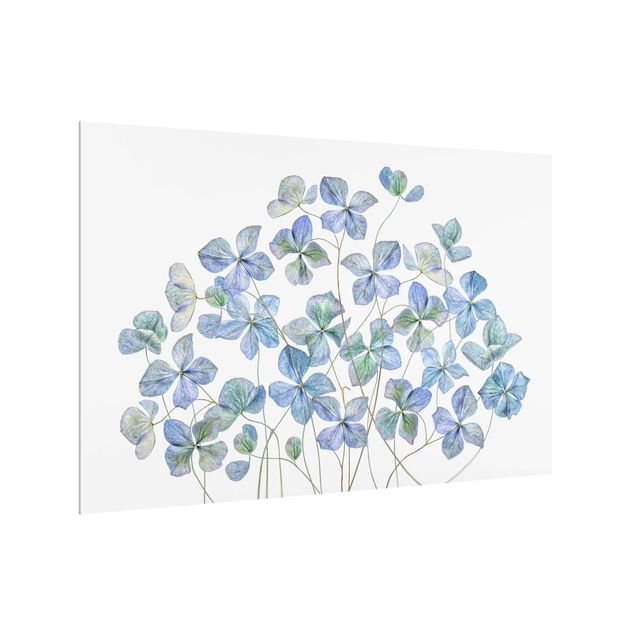 Glass splashback kitchen Blue Hydrangea Flowers