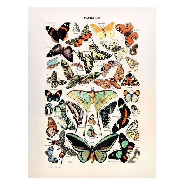 Butterfly print Vintage Board Butterflies And Moths