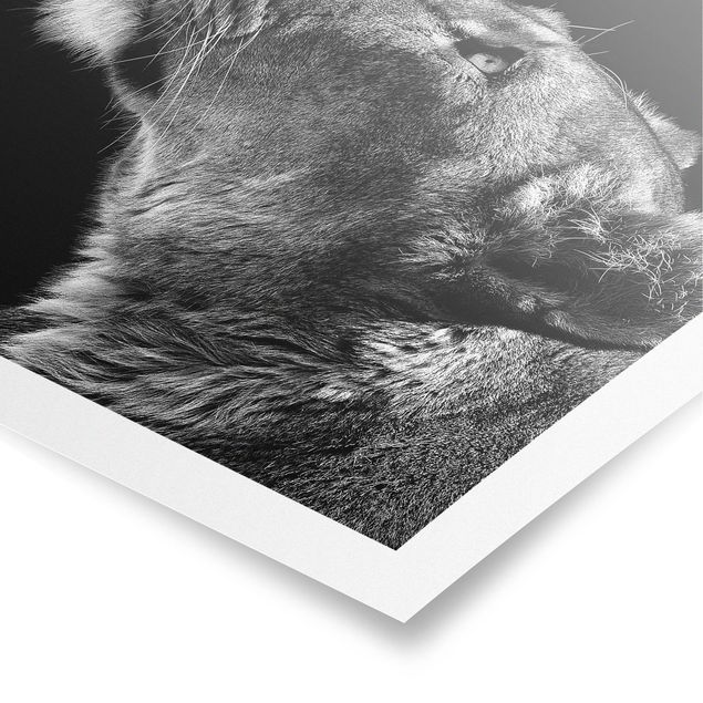 Posters black and white Portrait Of A Lioness