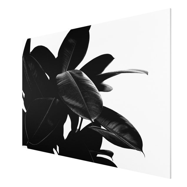 Flower print Rubber Tree Black And White