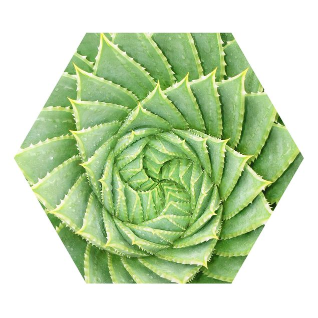 Forex photo prints Spiral Aloe