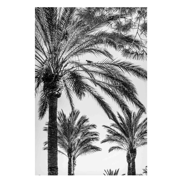 Landscape canvas prints Palm Trees At Sunset Black And White