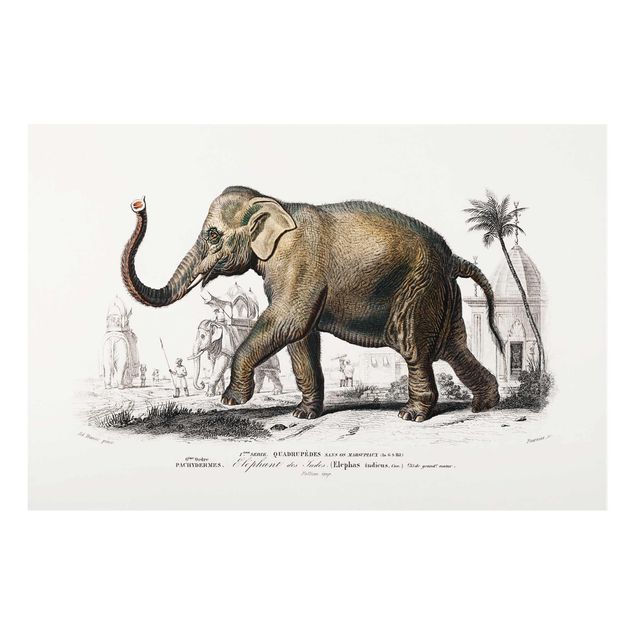 Glass prints pieces Vintage Board Elephant