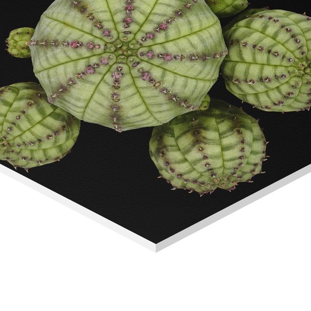 Hexagon shape pictures Euphorbia - Spurge Urchins