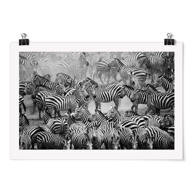 Poster black white Zebra herd II