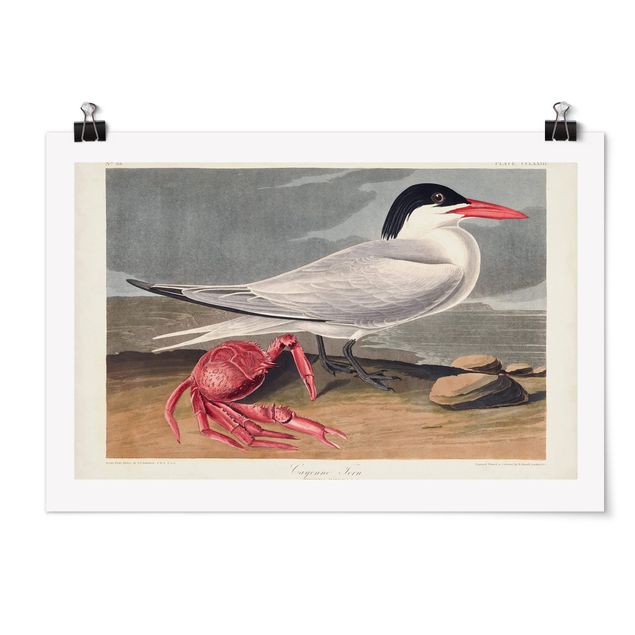 Retro photo prints Vintage Board Sandwich Tern