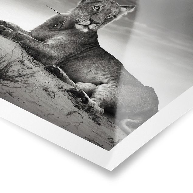 Contemporary art prints Resting Lion