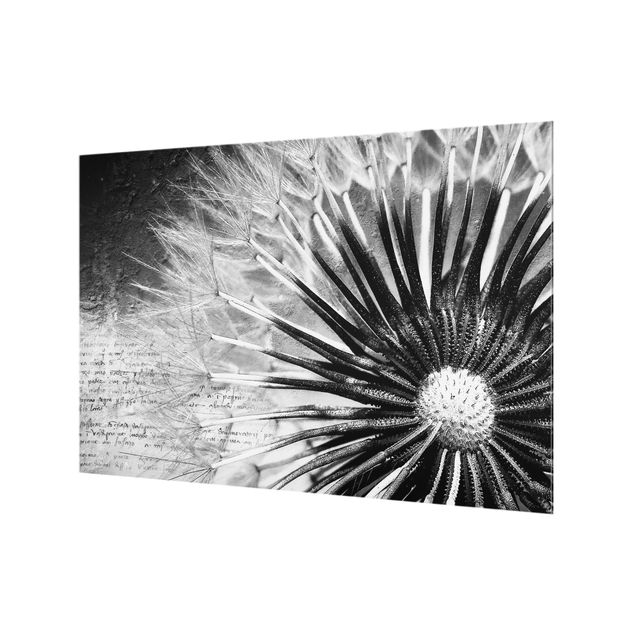 Glass Splashback - Dandelion Black & White - Landscape 2:3
