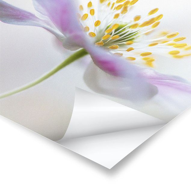 Poster print Windflower In White