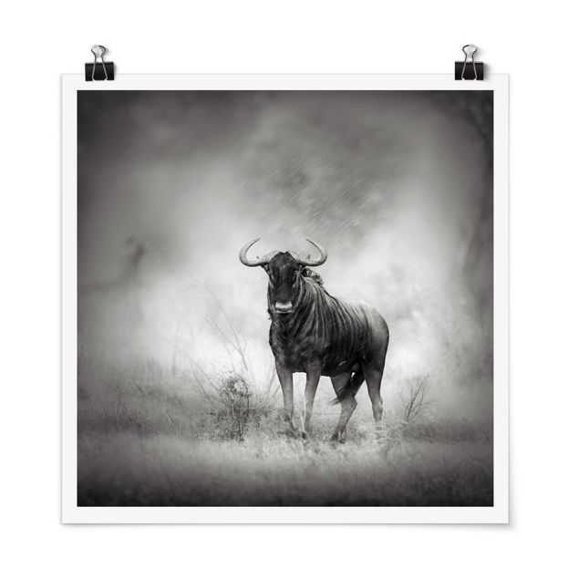 Poster black white Staring Wildebeest