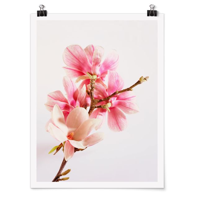 Contemporary art prints Magnolia Blossoms