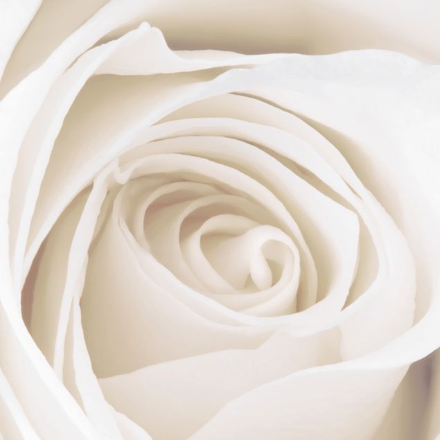 Adhesive films Pretty White Rose