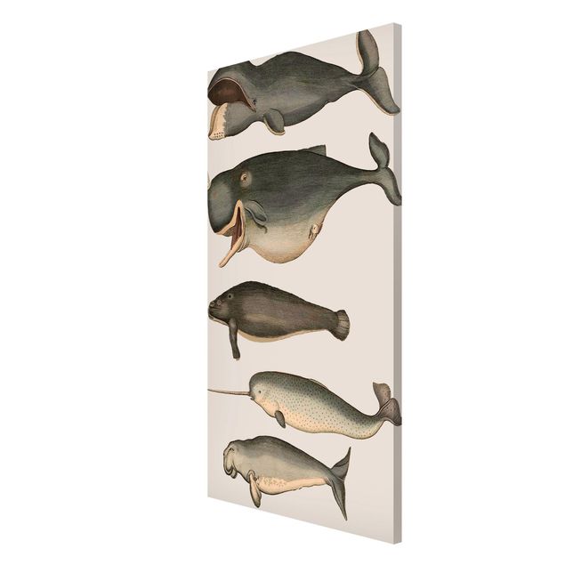 Magnet boards animals Five Vintage Whales