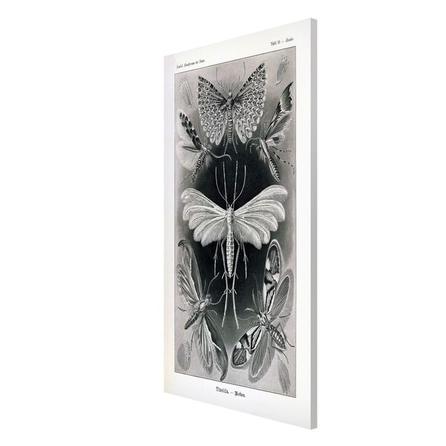 Magnet boards animals Vintage Board Moths And Butterflies