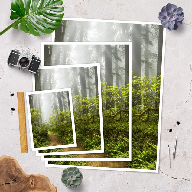 Prints Misty Forest Path