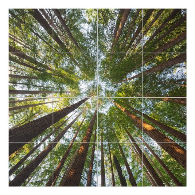 Tile films green Sequoia Tree Tops