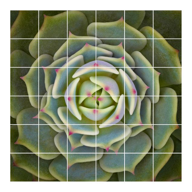 Tile films green Succulent - Echeveria Ben Badis