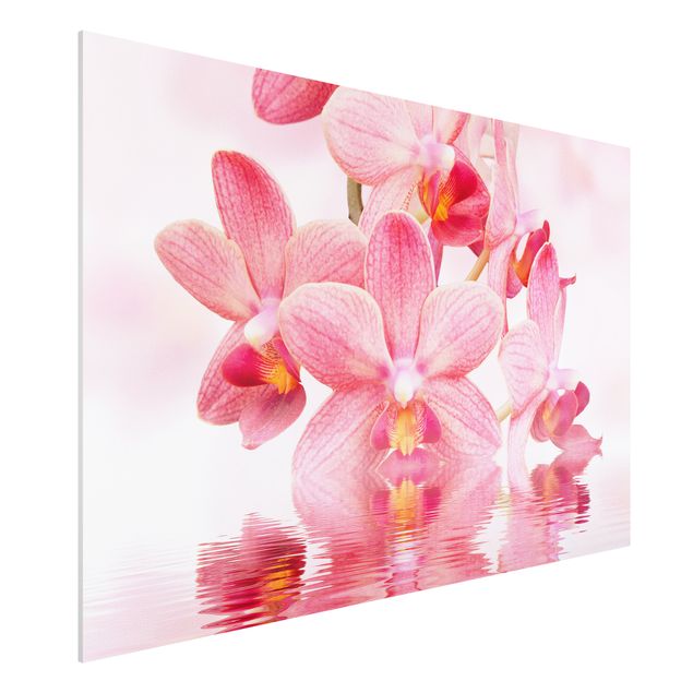 Kitchen Light Pink Orchid On Water