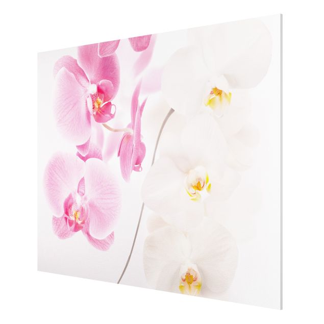 Orchid wall art Delicate Orchids