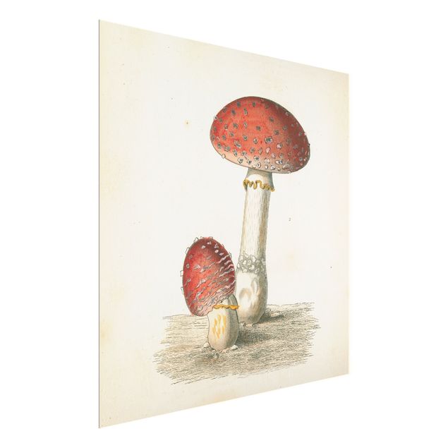 Prints French mushrooms II