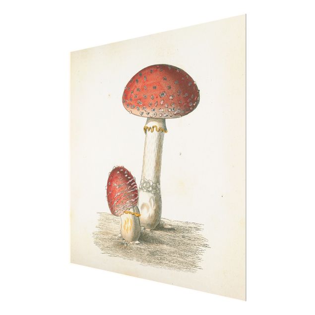 Glass print - French mushrooms II