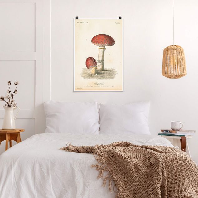 Vintage wall art French mushrooms II