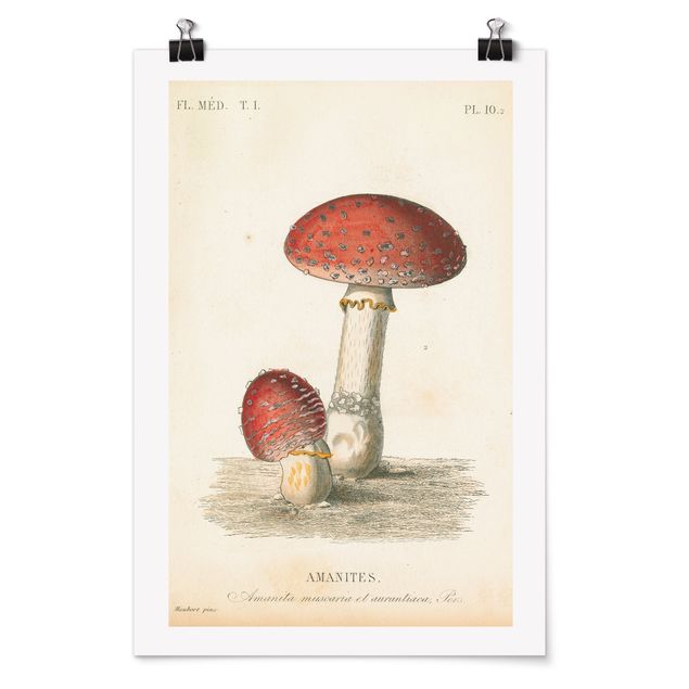 Retro poster French mushrooms II
