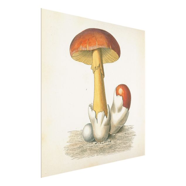 Prints French Mushrooms