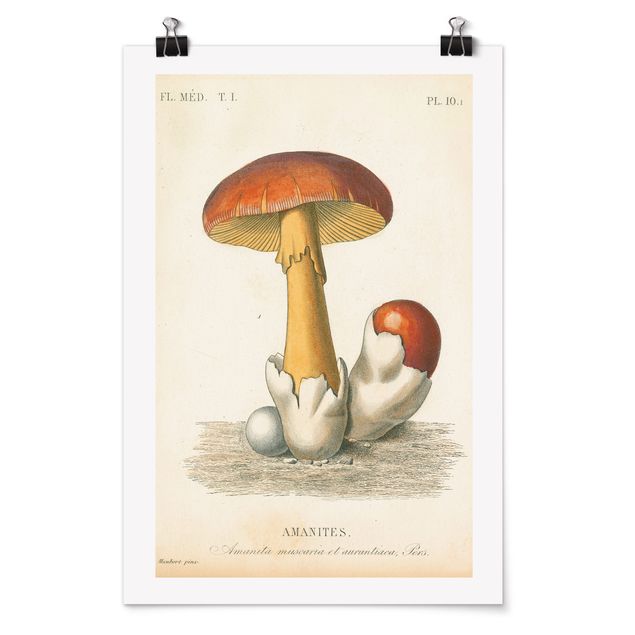 Retro poster French Mushrooms