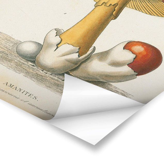 Poster art print - French Mushrooms