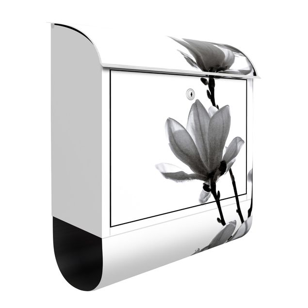 Letterboxes flower Herald Of Spring Magnolia Black And White