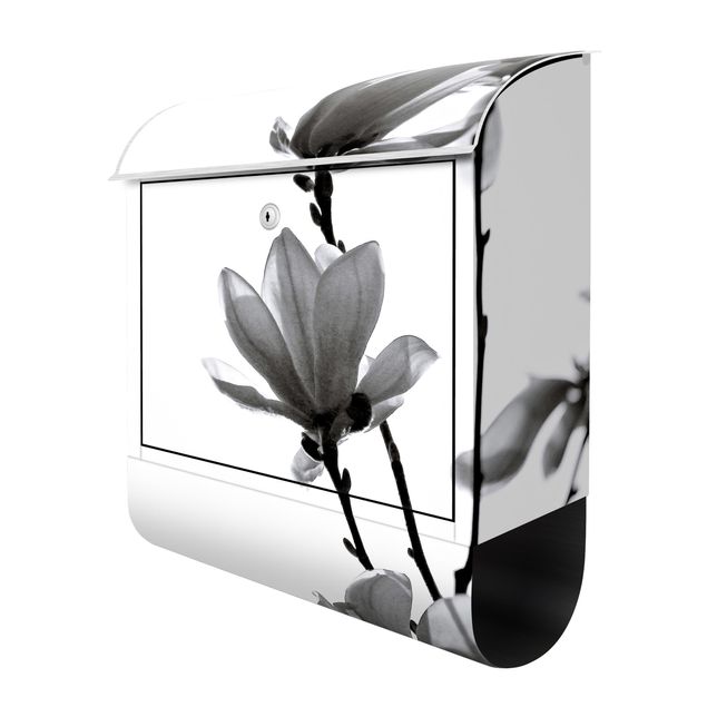 Letterboxes black Herald Of Spring Magnolia Black And White