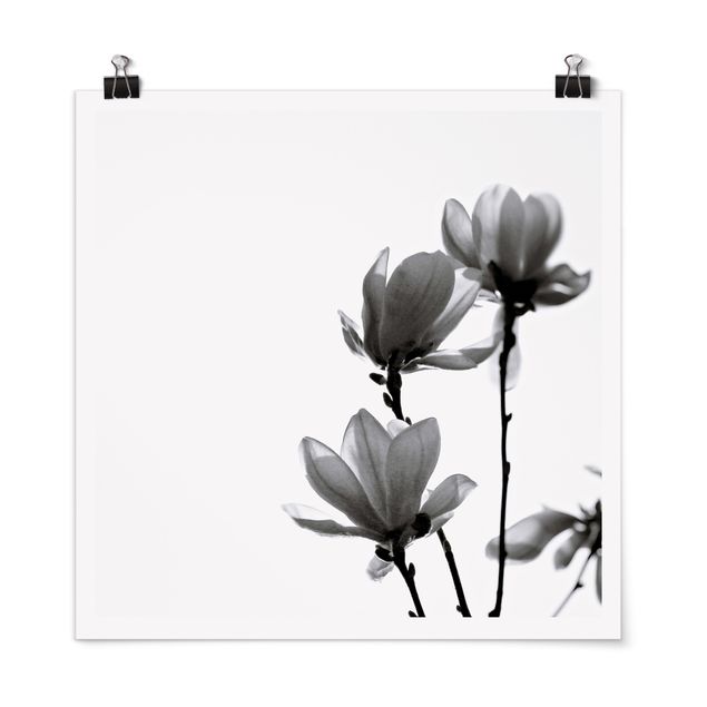 Posters black and white Herald Of Spring Magnolia Black And White