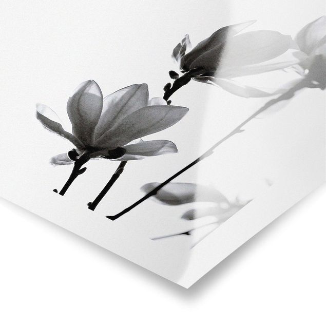 Monika Strigel Art prints Herald Of Spring Magnolia Black And White
