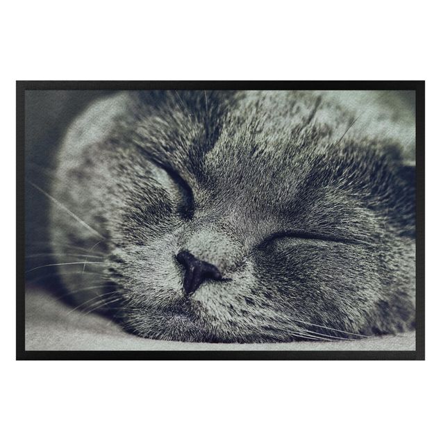 Doormats funny Sleeping Cat
