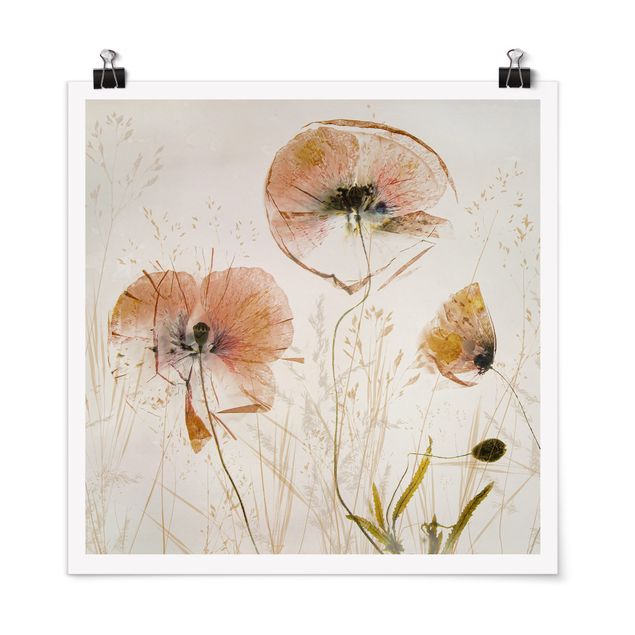 Floral picture Dried Poppy Flowers With Delicate Grasses