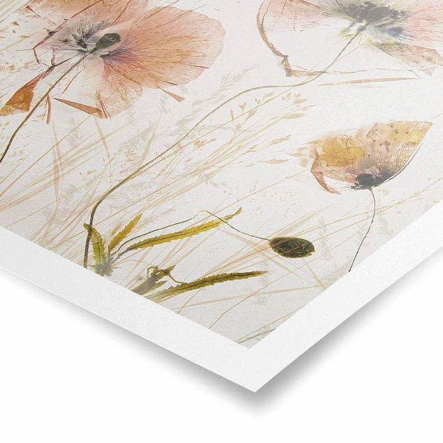 Prints modern Dried Poppy Flowers With Delicate Grasses