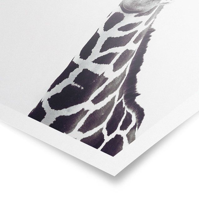 Prints modern Giraffe Portrait In Black And White